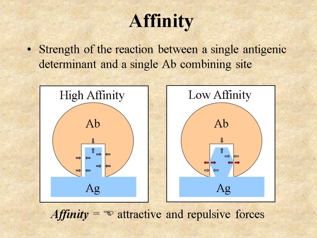 Affinity =  attractive and repulsive forces Affinity Strength of the reaction between a